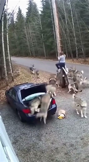 No escape... wolves Strike From All Sides! #WildLife