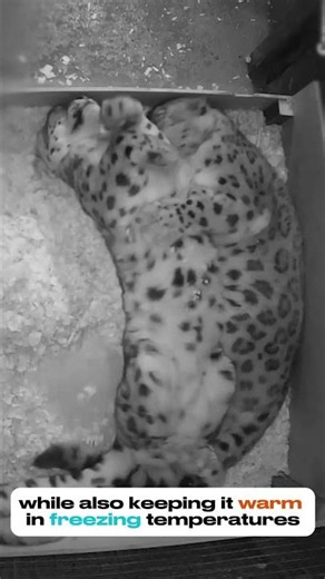 This Cat Jumps Across Cliffs for Fun #shorts #snowleopard #animalfacts