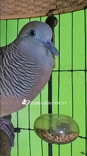 Zebra Dove call Bird sounds for relaxations 26 #birds #birdsounds #birdsoundscape #birdsong #animals