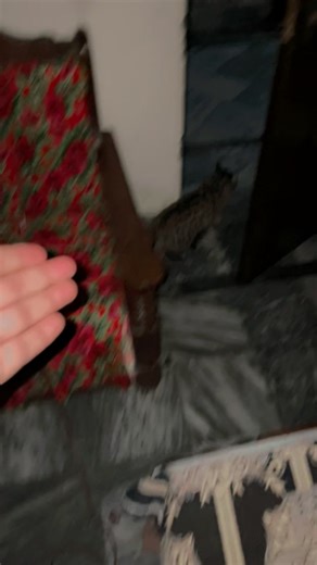 Funny Cats on TikTok: Hilarious Moments to Enjoy