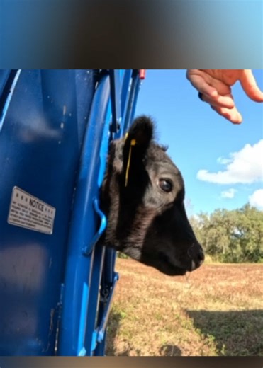 Work cows with us on our small Florida homestead 🐮Here we are tagging and deworming cattle 🐄 #homesteading #cowsoftiktok #farmlife #sustainability #farmtotable