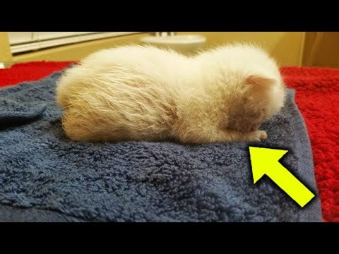 3 Months After This “Alien Rat” Was Abandoned At A Store, It Had Grown Into Quite A Different Beast