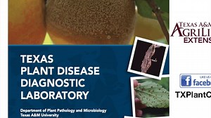 Howdy TPDDL fans and Happy WHAT Wednesday!! I apologize for posting...