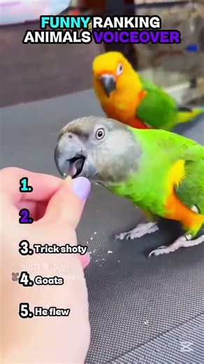 Funny Animal Voices Ranking😂#viralvideo