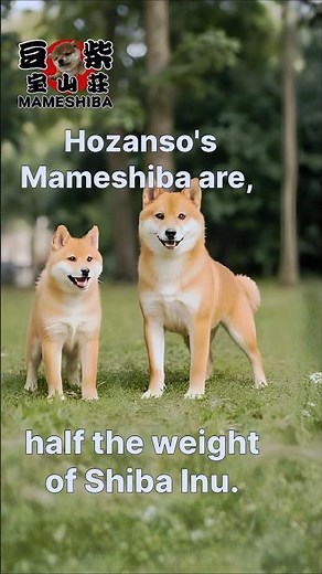 Shiba Inu vs. Mameshiba: Which is Easier to Keep in an Apartment? #dog #pets #shiba Inu