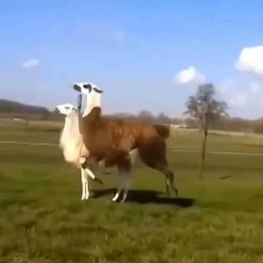 Llama Vine yall gonna make me lose my mind