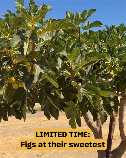 Getting the freshest produce has never been this easy. Misfits Market delivers farm-fresh fruits and vegetables right to your door weekly. Skip the trip to the store, and get better groceries delivered. | Misfits Market