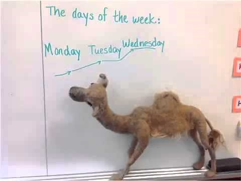 Mike the Camel explains "Hump Day!"