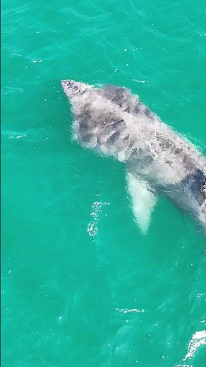 Massive Basking Shark Approaching the Beach || ViralHog