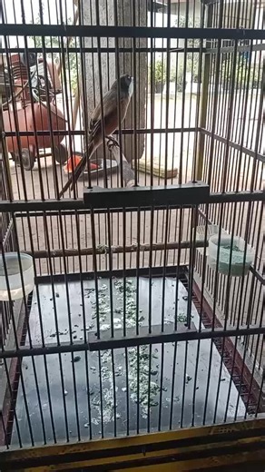 RJM risa jaya motor (@risa.motor)’s videos with suara asli - RJM risa jaya motor