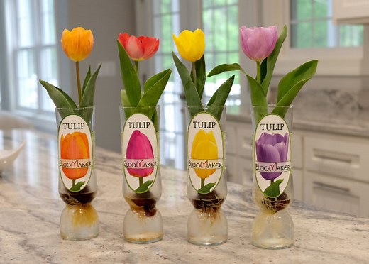 Hydroponic Tulips - Bloomaker
