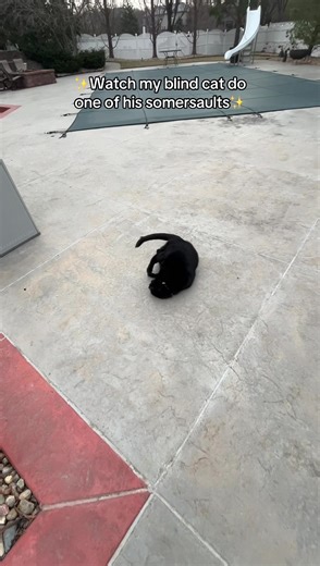 Incredible Somersaults by My Blind Cat