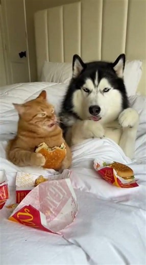 Cat Slaps Husky Over a Cheeseburger! What Happens When The Owner Sees Them?