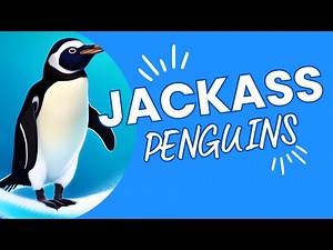 African Penguins: 10 Surprising Facts About These Warm-Weather Wonders 🐧