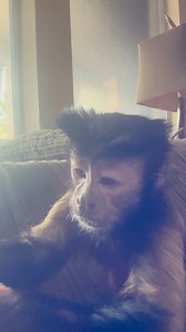 jungle monkey forest monkey call it what you want she says forget about it her words not mine! Lol you have it what Lacy says is what goes... stop telling her she belongs in the jungle or the forest or the woods. She’s confused. She don’t know where you get this from your dog in your house and your cat on your lap and your bird in a cage don’t they belong in the wild! 🤪🤪🤪 #domesticated #monkey #lacy #fyp #everyone | Georgie Boy the Monkey