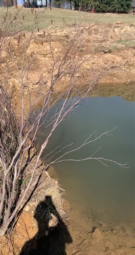 Minnow breeding ponds