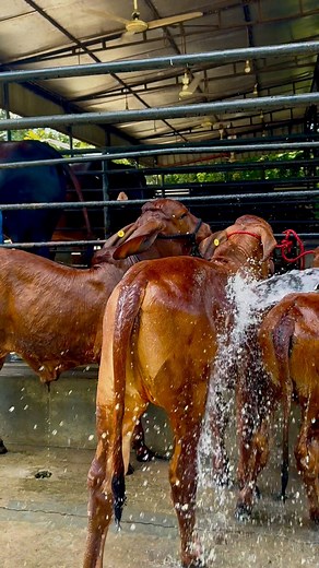 Mesmerising beauty Brahman cows are getting showered | Biggest Bulls Of Bangladesh