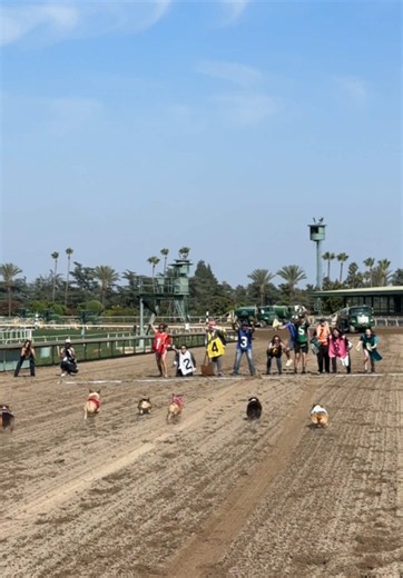 Championship Race at the 2026 Summer @Corgi Nationals Tony finishes 3rd in the finals! 💜🏁🏆🥉 #corgiracing #corginationals #captainandtony #santaanitaracetrack