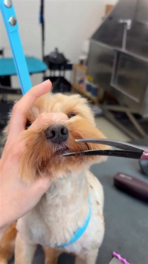 Dog Grooming Studio | Golden Biewer on his regular trim ✨ #doggrooming #biewerterrier #golddust | Instagram