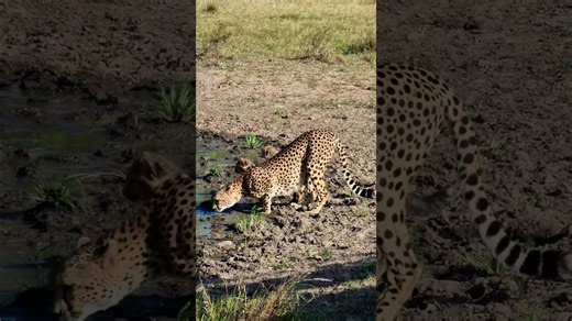 Thirsty cheetah and cubs drink from watering hole