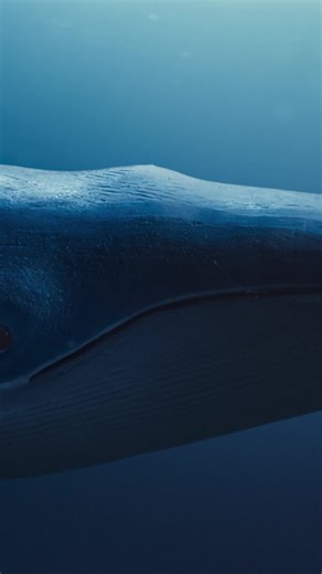 Welcome to Humane World for Animals. A united mission to end animal cruelty. Together, we’ll create a world where all animals are safe, loved, and home. 🏡🐾🌟 #HumaneWorld #EndAnimalCruelty | Humane World for Animals