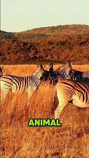 4 Animal Camouflage Tricks That Feel Almost FAKE