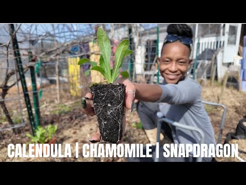 Spring Me Please (14) | Planting Frost Tolerant Flowers & Herbs Outside | Chatty Planting Day