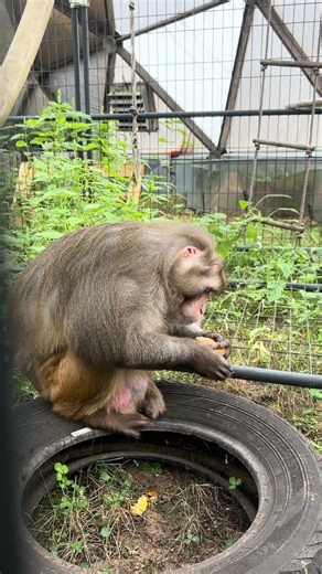 Life after Lab: Timon the Rhesus Monkey eating in his greenhouse!