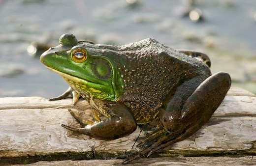 American Bullfrog Care Sheet | Reptiles' Cove