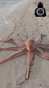 Sabías que el pulpo es un ser extraterrestre y que además de ello, es la memoria USB de todo el universo, manejando el conocimiento completo de la existencia de la vida y las creaciones #filtrandomisterios | Filtrando Misterios