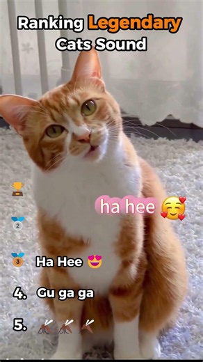 Ranking Legendary Cat Sound