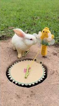 Awesome Unique DIY Rabbit Trap #camping #outdoors #bushcraft