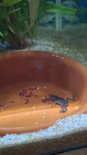 African Draw Frog: A Unique Art Perspective