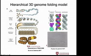 Prof. Daniel Panne: Structural insights into genome folding by CTCF and cohesin
