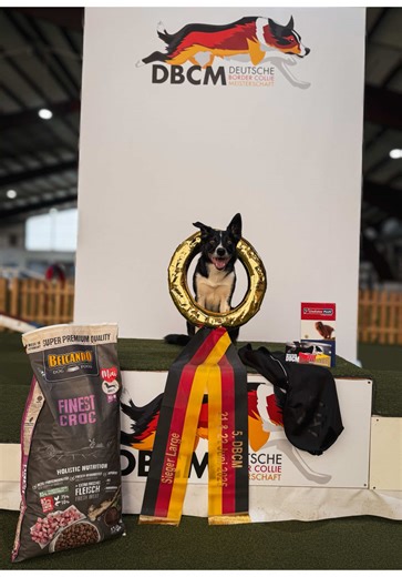 Style Triumphs at the German National Border Collie Championship