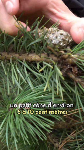 À l'automne, vous pouvez récolter les bourgeons et les aiguilles du pin sylvestre (Pinus sylvetris) 🍃 Parfait pour faire des infusions plaisir, aromatiser des huiles ou des sauces ! 🌱 Pour en savoir plus sur les plantes sauvages et leurs usages, rdv sur lechemindelanature.com | Le Chemin de la Nature