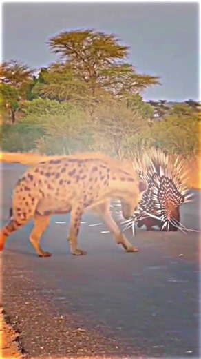 Wild Animals Hunting Compilation 🐅🐺🦅 | Nature Documentary