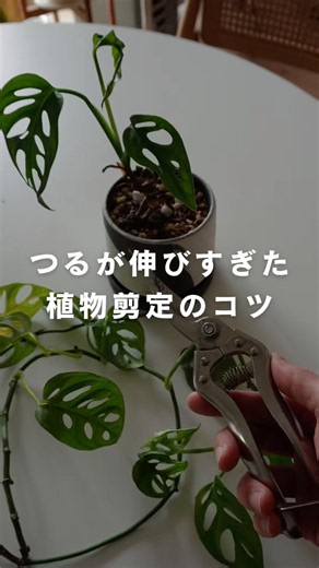 マドカズラやアロイド系植物の剪定のコツ #モンステラ #マドカズラ #ポトス #フィロデンドロン