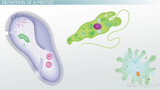 Protists Locomotion Overview & Methods
