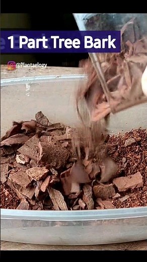 Perfect Anthurium Potting Soil - Anthurium Plant Care