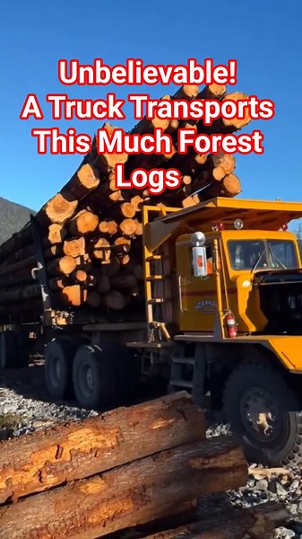 Unbelievable! A Truck Transports This Much Forest Logs #shorts