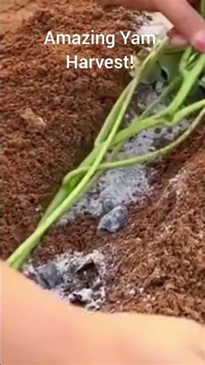 ​Amazing Yam Harvest!