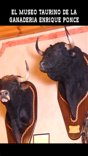 EL MUSEO TAURINO DE LA GANADERIA ENRIQUE PONCE | Nuestro Campo Bravo - Toros en Directo - Toros en Vivo Hoy - Toros Para Todos - Documentales Taurinos - Toros De Lidia en el Campo - Toros de Miura en el Campo - Toros Bravos en el Campo - Tauromaquia en España - Toros en España - Toros en Mexico - Toros en Peru - Toros en Colombia - Toros en Francia - Toros en Ecuador - Toros en Venezuela #Toros #TorosTV #Documental #TorosBravos #TorosEnElCampo #TorosDeLidia | Arte Taurino TV