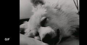 As seen in the Soviet film "Experiments in the Revival of Organisms" c1940 a dog's head was removed and subsequently hooked up to a machine known as the autojector. This kept the head alive and able to react to stimuli. - Awesome