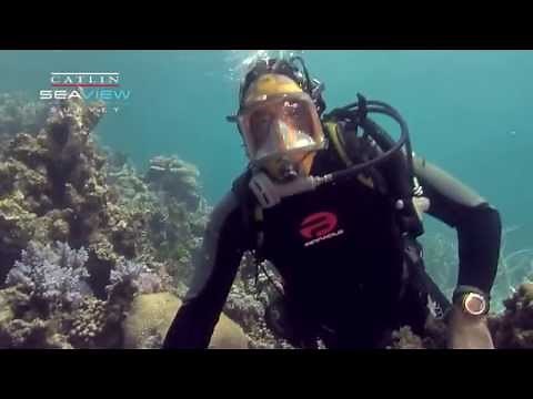 What is a coral polyp?