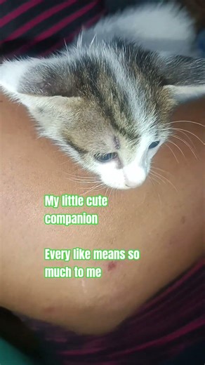 Our little cute companion