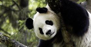 ¿Dónde vive el oso panda? Conoce sus características y más curiosidades