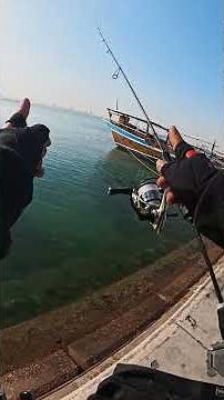 Ajing game vs barracuda using mifine microbite ajing 0-3grams #fishing #monkfish #barracuda