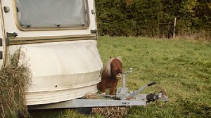 New Amazon Prime TV advert featuring a lonely little horse