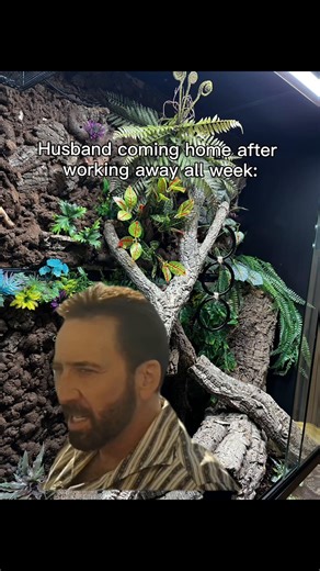 Surprising Encounters with Exotic Pets